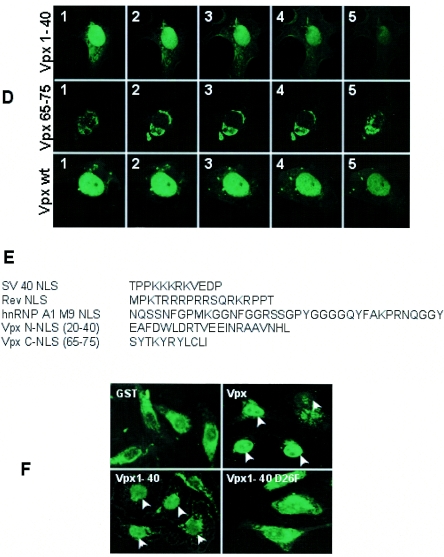 FIG.1.