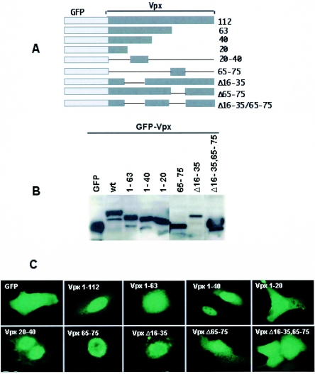 FIG.1.