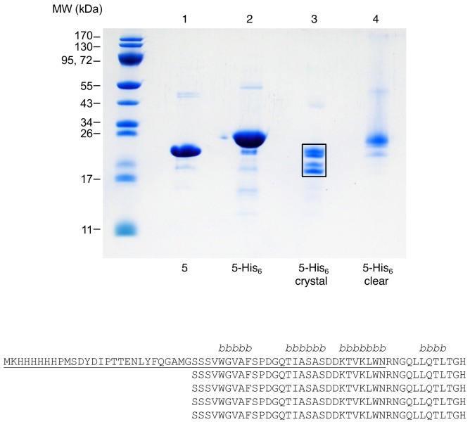 Figure 3—figure supplement 1.