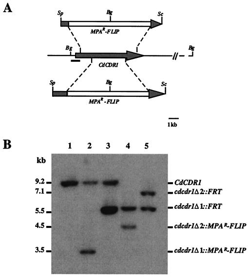 FIG. 5.