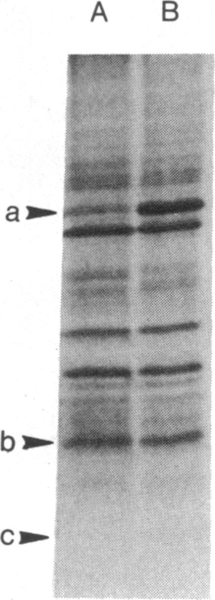 graphic file with name pnas00013-0135-a.jpg