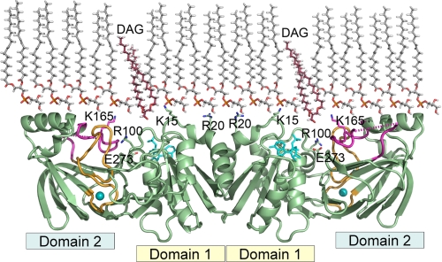 FIGURE 1.