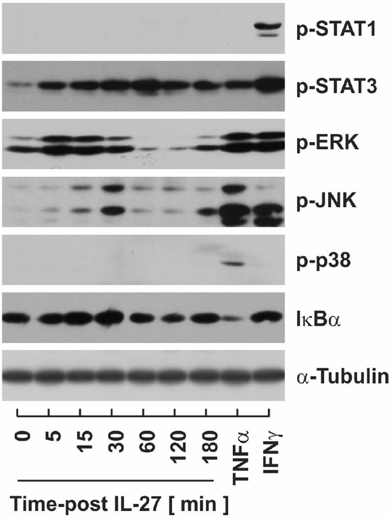 Fig.6