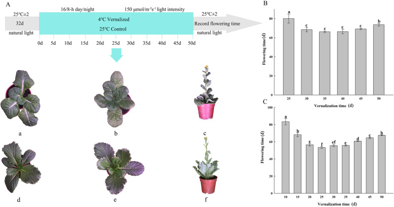 Fig. 11