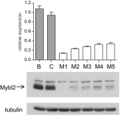 Figure 5—figure supplement 1.