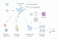 Graphical Abstract