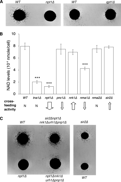 FIGURE 4.