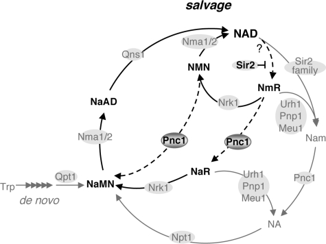 FIGURE 7.