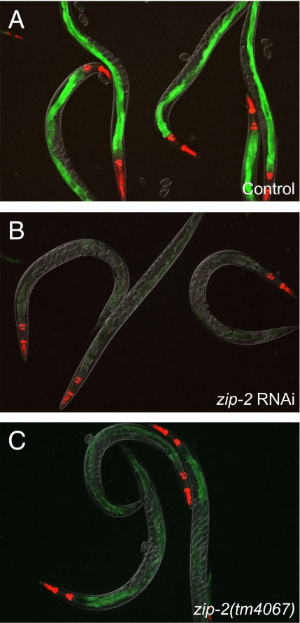 Fig. 3.