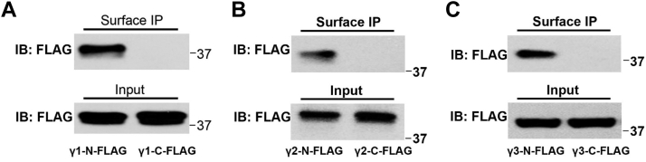 Figure 2