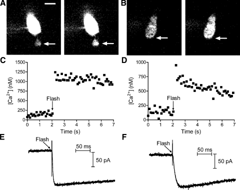 Fig. 6.