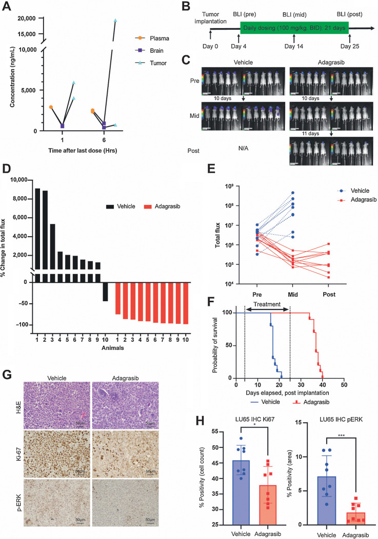 Figure 3. Characterization of the antitumor effects of adagrasib in H23 and LU65 brain tumor models in vivo. A, Pharmacokinetics of adagrasib in mice bearing intracranial H23-Luc non–small cell lung adenocarcinoma. Adagrasib was administered for 3 days at 100 mg/kg twice daily; tissues were harvested 1 or 6 hours after last dose. Data from the same animal are connected by lines. B, Experimental schematic of drug efficacy study in the intracranial LU65-Luc model (n = 10/group) C, BLI of LU65-Luc tumors in mice before and after the 3-week-long daily drug treatment. D, Waterfall plot analysis of drug effects in vivo, indicating percent change in total bioluminescence flux in individual animals in the two groups. E, The ratio of pre and post total bioluminescence flux signal, comparing the two groups. Each data point represents a tumor. F, Probability of survival after implantation (P < 0.0001 by log-rank test). G, Representative microscopic images of IHC for Ki-67 and p-ERK in intracranial LU65 tumors after 2-day treatment of mice. H, Quantification of percent positivity of Ki-67 and p-ERK IHC. The Mann–Whitney test was used for comparison.