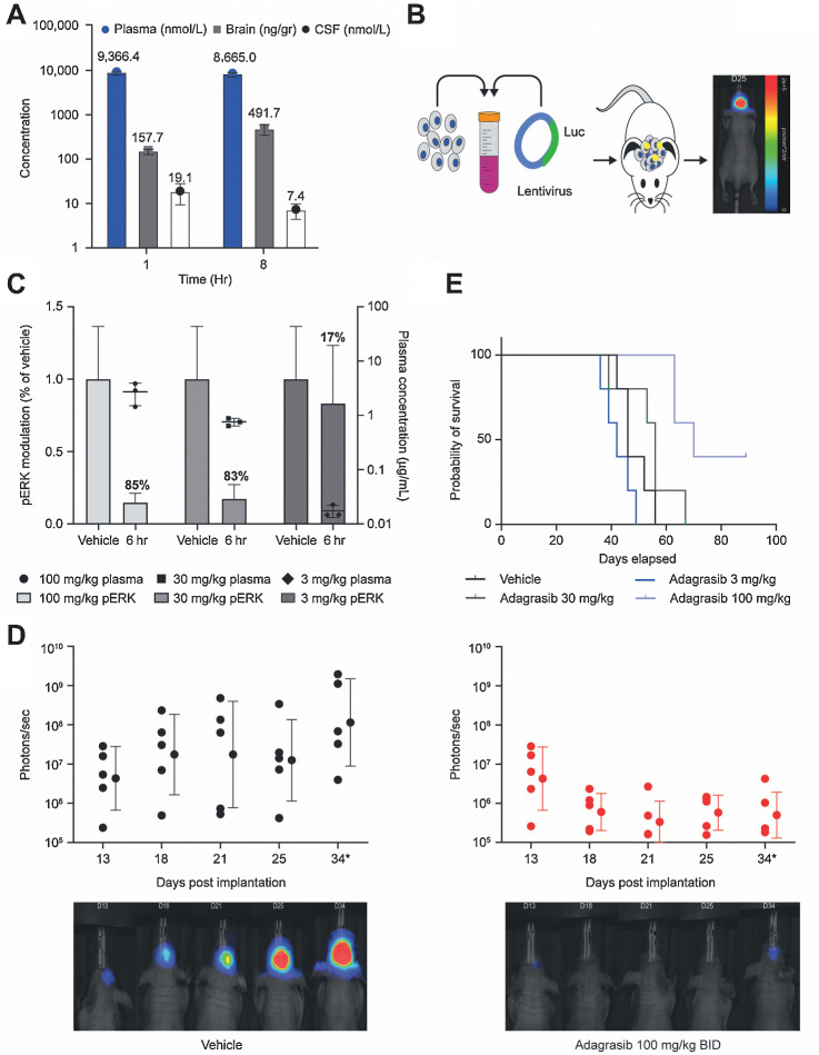 Figure 2. A, Adagrasib 100 mg/kg was administered orally to CD-1 mice, followed by harvest of blood, brain, and CSF at 1- and 8-hour after dose. Drug levels of adagrasib in the plasma (nmol/L), brain homogenate (ng/gr), and CSF (nmol/L) are shown from n = 3 mice as mean ± SD. B, A human NSCLC cell line with a known KRASG12C mutation, LU99, were stably transfected with luciferase to allow for BLI. The LU99-Luc cells were implanted intracranially into mice on day 0 and animals were enrolled into the efficacy study design based on baseline BLI intensities. ROIs were determined on the basis of signal intensity. C, Animals bearing LU99-Luc intracranial tumors were enrolled into a pharmacokinetic/pharmacodynamic arm of the study and treated with oral vehicle or adagrasib 100, 30, and 3 mg/kg twice daily (BID) for 3 days, followed by blood, tumor, and brain collection at 6 hours after the final dose. pERK modulation in the tumor and adagrasib plasma concentration data from n = 3 mice are shown as mean ± SD. D, Enrolled study animals were treated with oral vehicle or adagrasib 100 mg/kg twice daily for 21 days from day 1. BLI occurred on days 13, 18, and 21 while on treatment, and continued on days 25 and 34 after treatment stopped. BLI signal for each subject was determined at day indicated and scaled in units of radiance, defined as photons per second per square millimeter per steradian (p/second/mm2/str) and plotted with VivoQuant and Python software. Error bars indicate geometric mean ± geometric SD from n = 5 mice per group. Individual animal BLI shown are representative of the group. BLI flux was significant (Padjusted < 0.05) on day 34 by Wilcoxon rank-sum test with FDR correction. E, Survival data were collected for each group (n = 5/group) out to 76 days after implantation and analyzed by Kaplan–Meier statistical analysis. The remaining subjects in the adagrasib 100 mg/kg dose group were euthanized on day 91. A statistically significant increase in survival was observed only in mice dosed with 100 mg/kg adagrasib compared with vehicle using the log-rank test with FDR correction (Padjusted < 0.05).