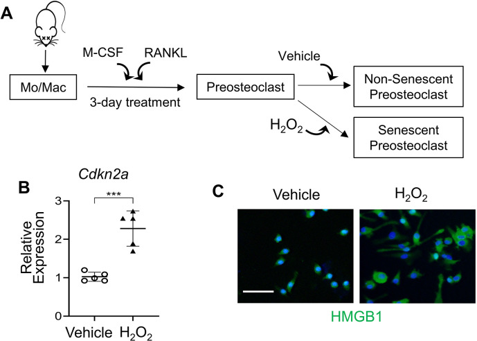 Figure 6—figure supplement 2.