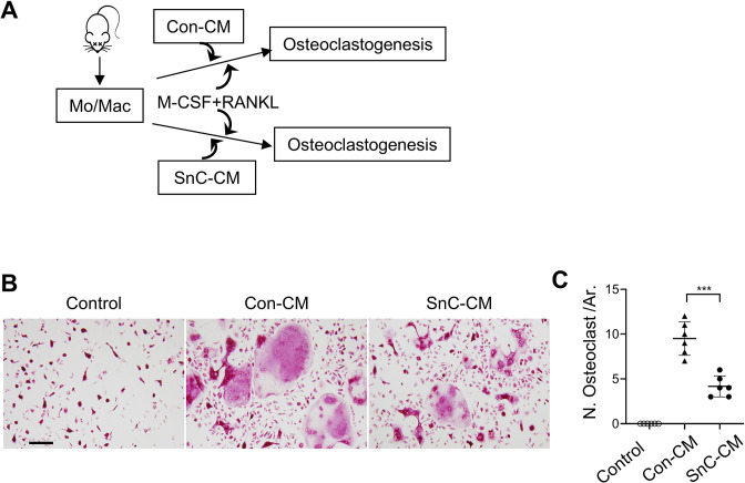 Figure 6—figure supplement 1.