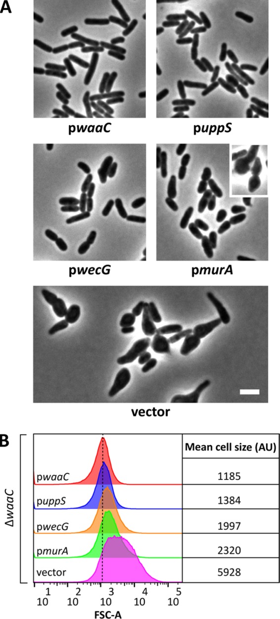 FIG 6