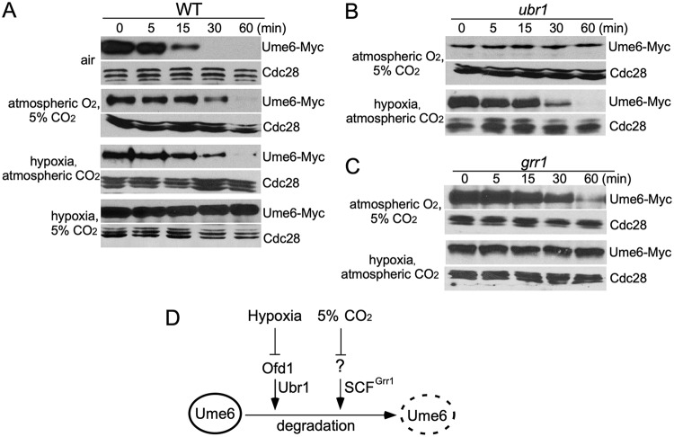 FIG 1