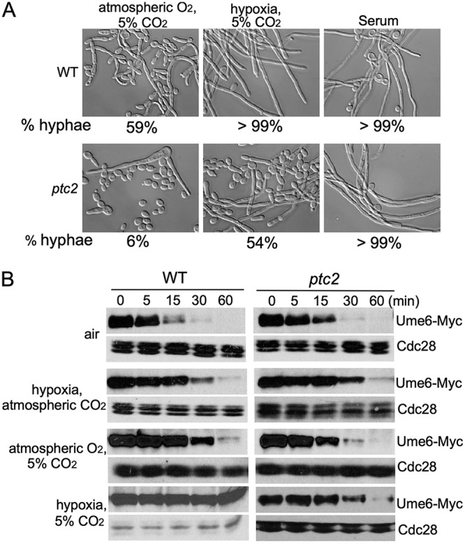 FIG 2