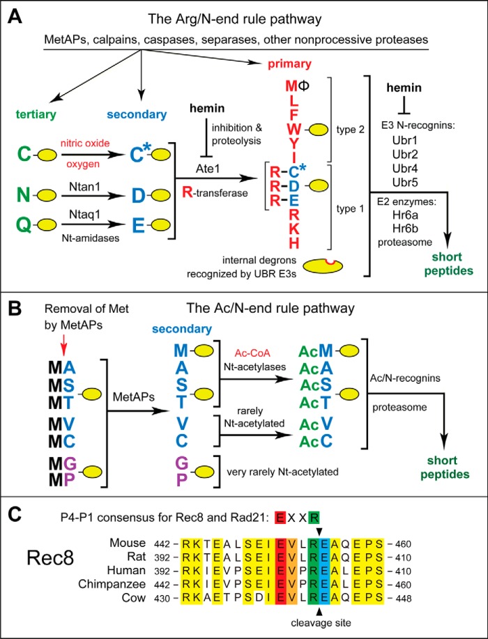 FIGURE 1.