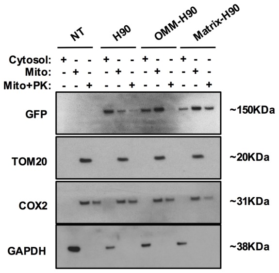 Figure 3—figure supplement 1.