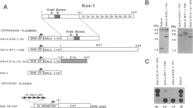 graphic file with name pnas01132-0418-a.jpg