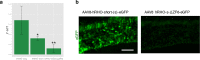 Figure 4—figure supplement 2.