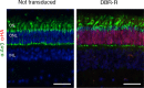 Figure 4—figure supplement 3.