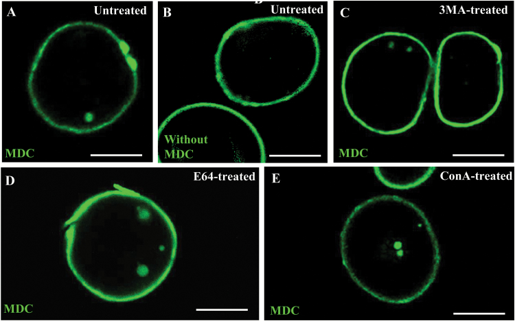 Fig. 8.
