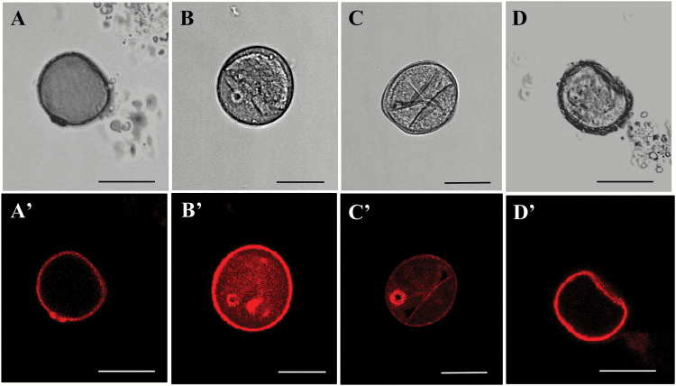 Fig. 3.
