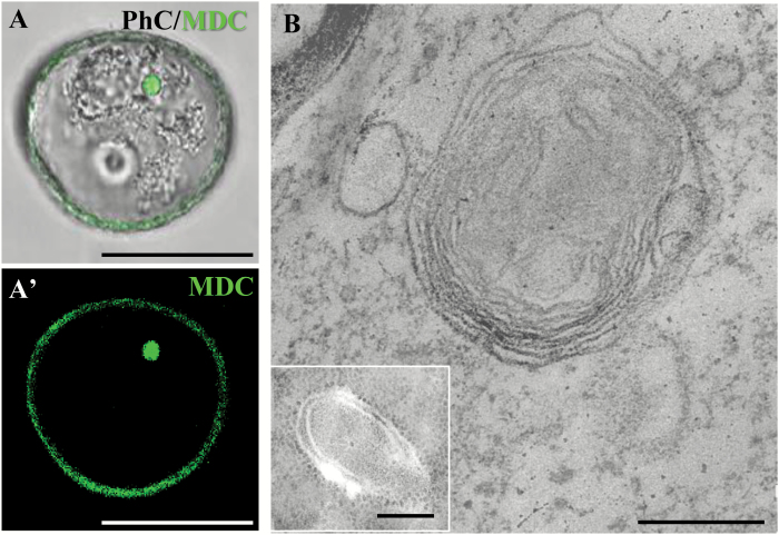 Fig. 7.
