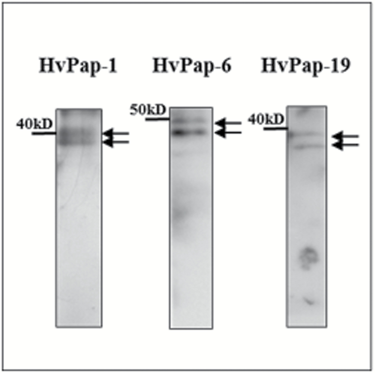 Fig. 12.