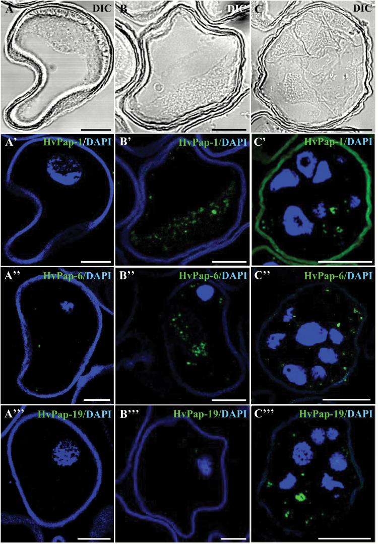 Fig. 13.