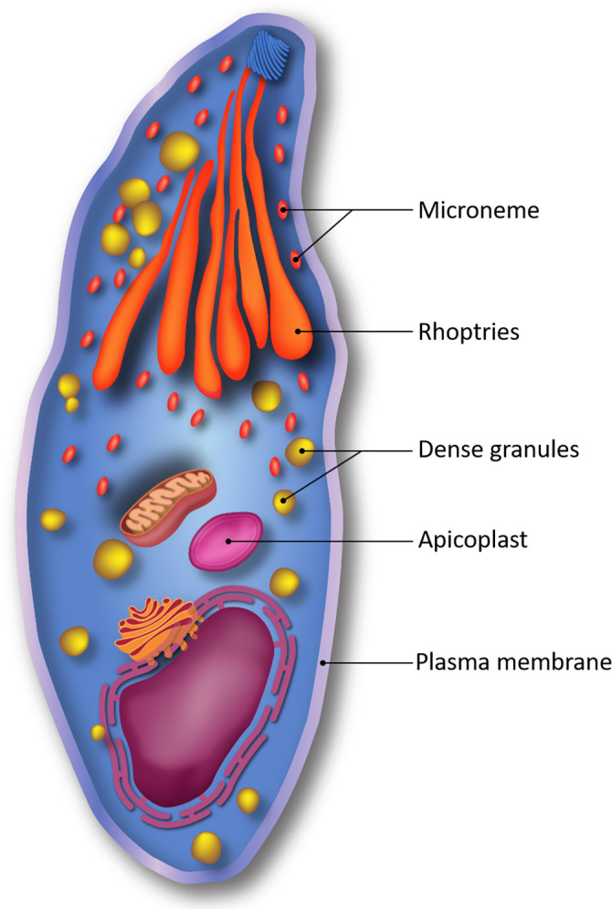 Figure 1.