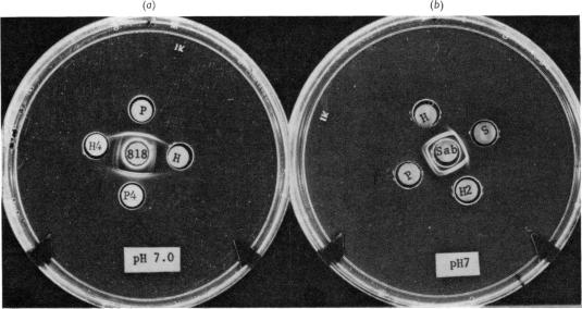 PLATE 1