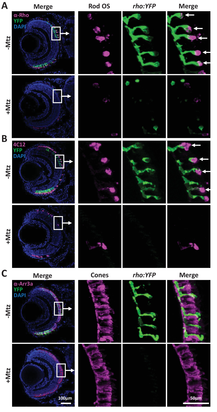 Figure 1—figure supplement 1.