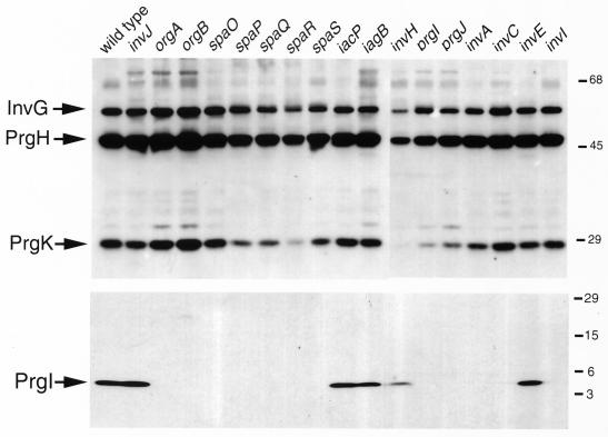 FIG. 3