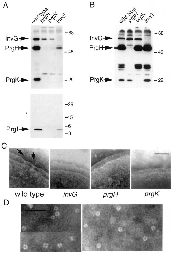 FIG. 1