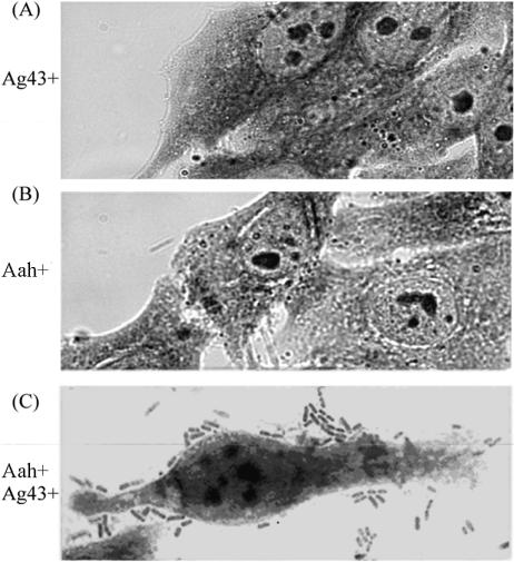 FIG. 7.