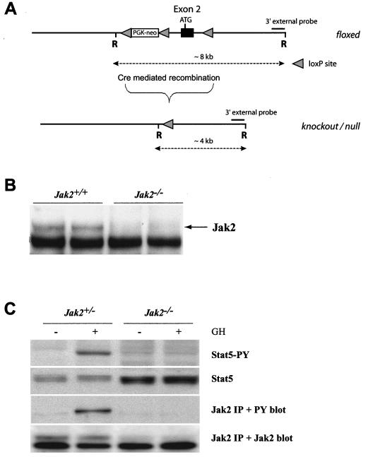 FIG. 1.