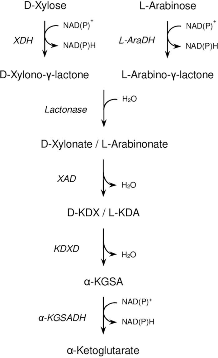 FIG 1