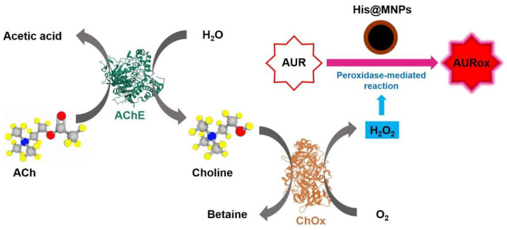 Scheme 1