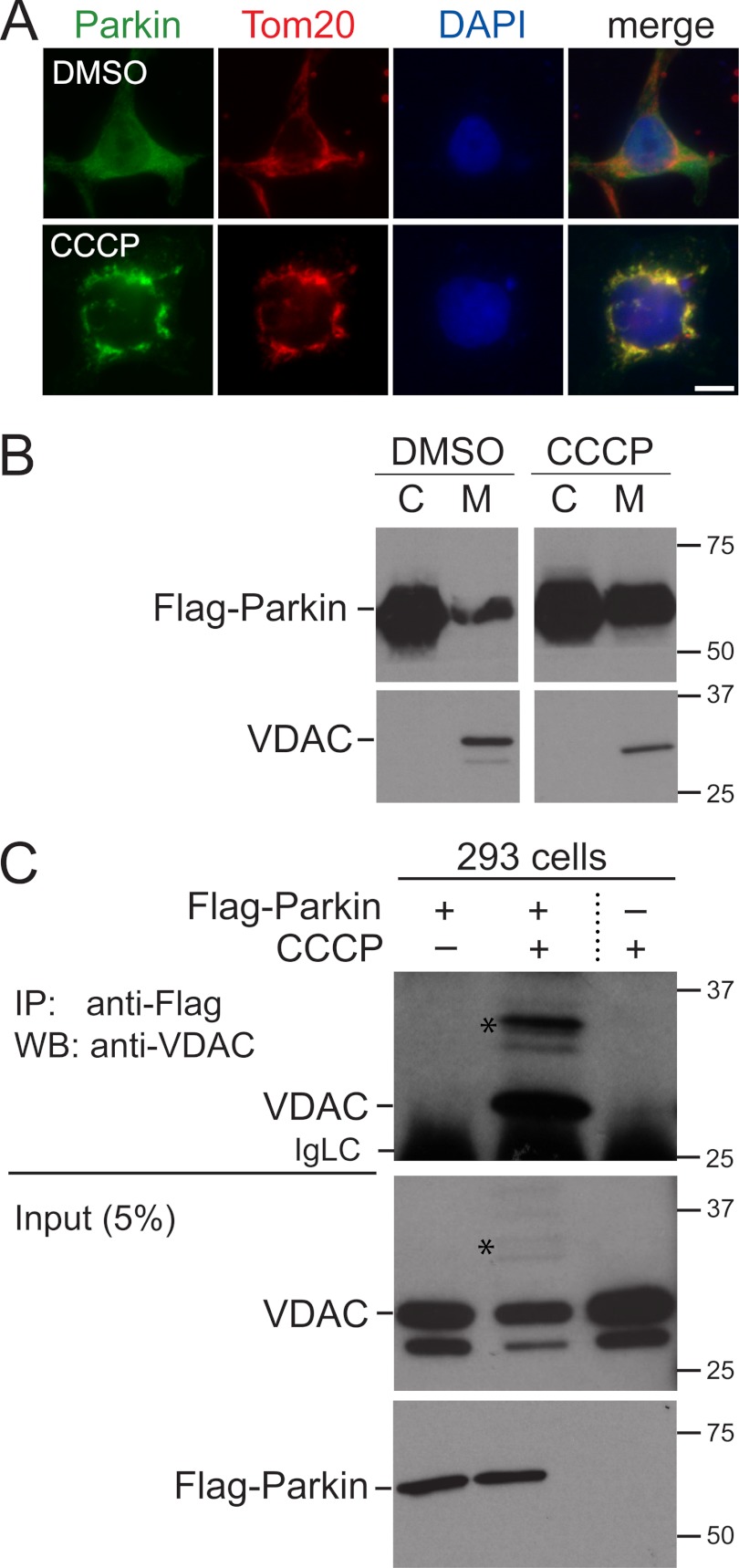 FIGURE 1.