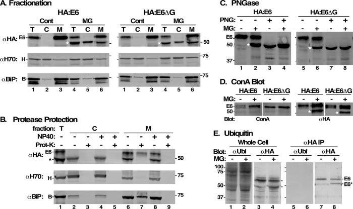 FIGURE 7: