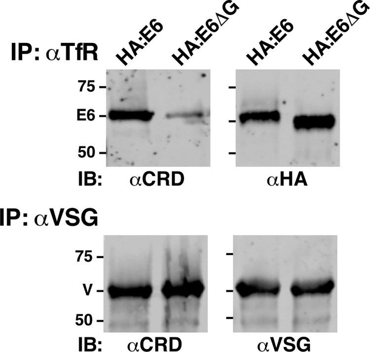 FIGURE 4: