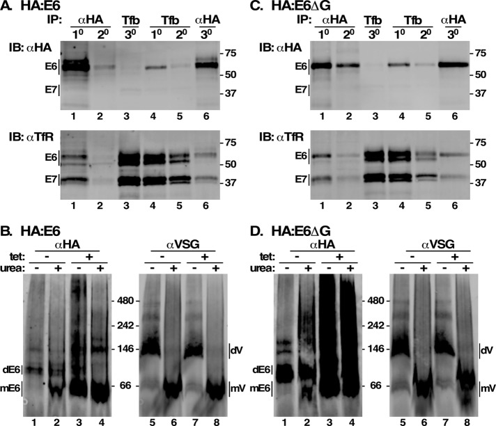 FIGURE 5: