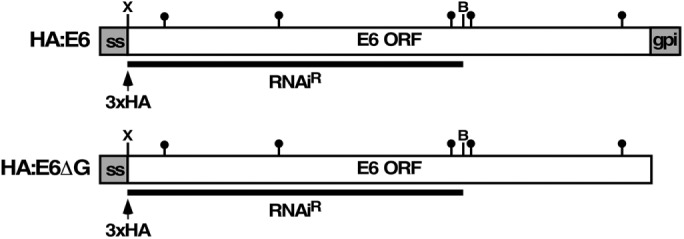 FIGURE 1: