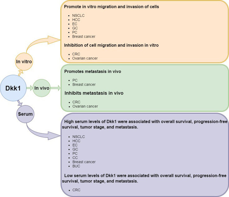 Expression and Role of Dickkopf-1 (Dkk1) in Tumors: From the Cells to ...