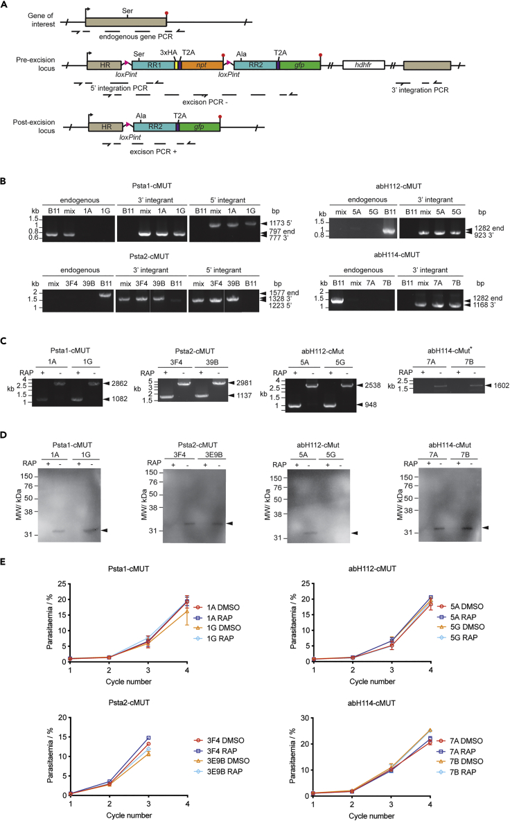 Figure 4