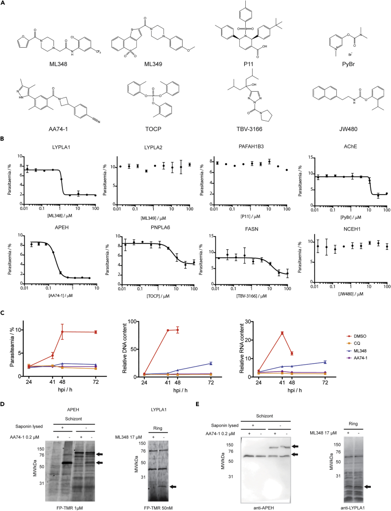 Figure 5