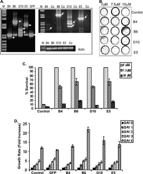 FIGURE 1.